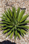 Agave ocahui