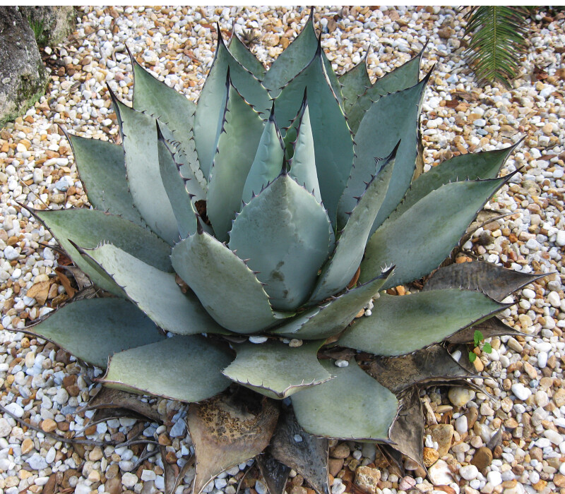 Agave Parryi Plant