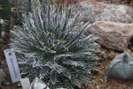 Agave polianthiflora