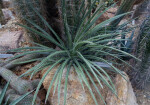 Agave schottii