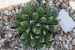 Agave victoriae-reginae