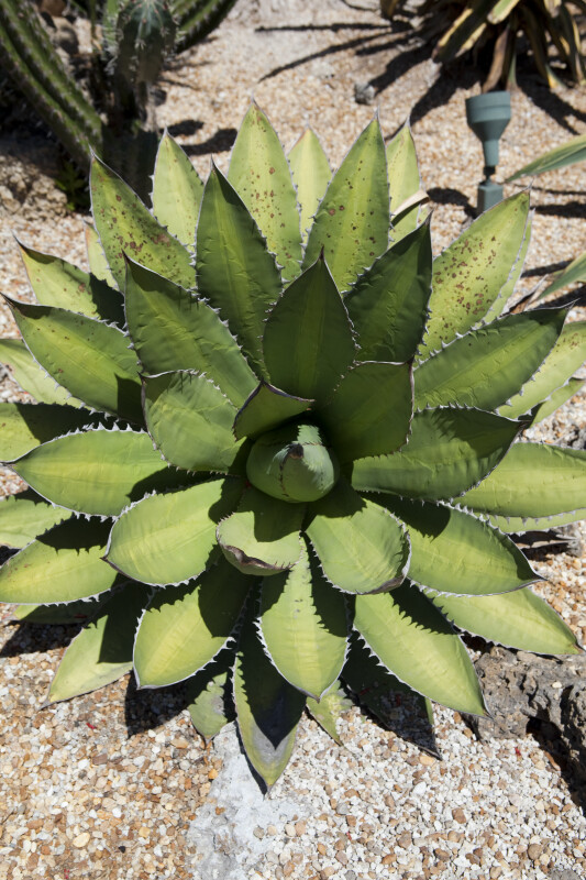 Agave Viewed From Above