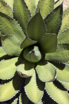 Agave Viewed Up-Close