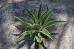 Agave