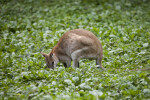 Agile Wallaby Foraging