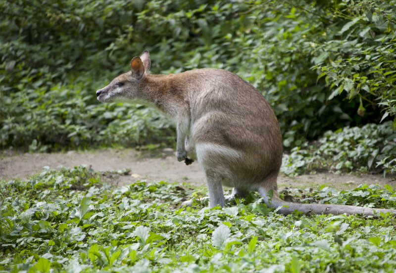Agile Wallaby Hunched