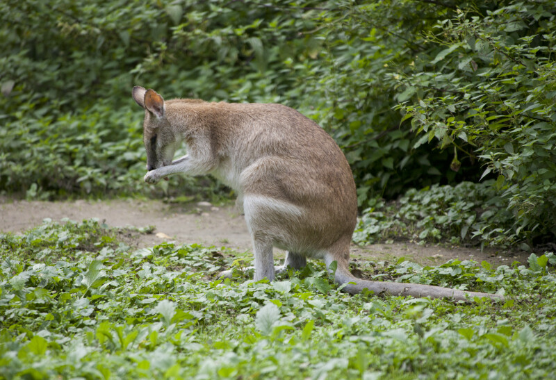 Agile Wallaby Licking
