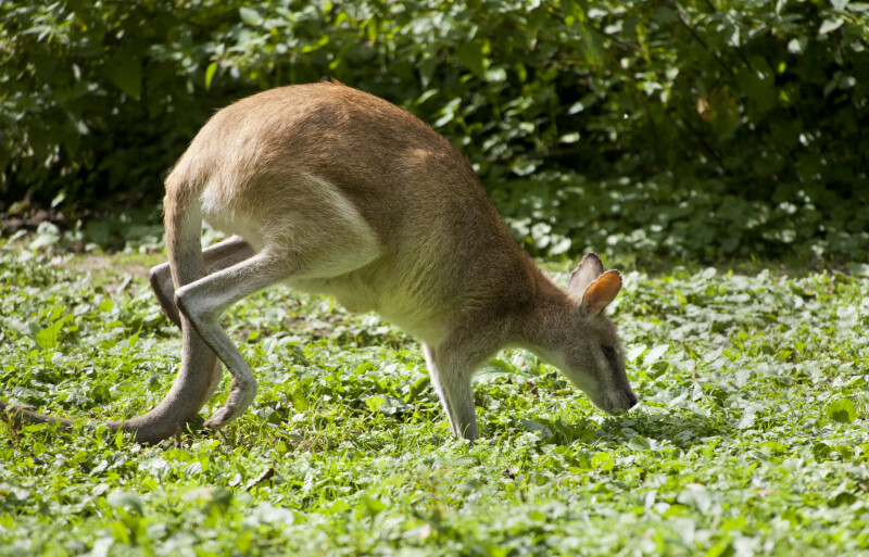 Agile Wallaby with Hind Legs Up