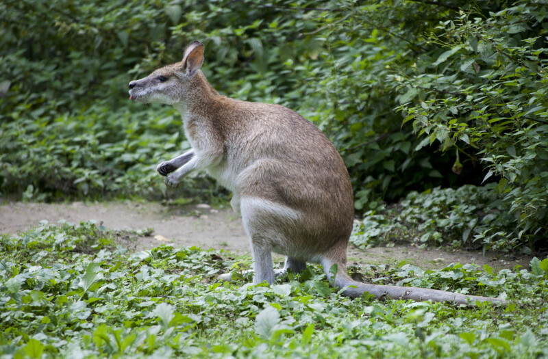 Agile Wallaby with Tongue Out