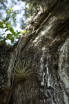 Air Plant