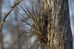 Air Plant and Lichens Attached to Tree Trunk