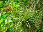 Air Plant at Mound Key