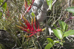 Air Plant Flowers