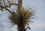 Air Plant in Tree at Big Cypress National Preserve