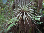 Air Plant on Tree