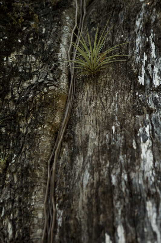 Air Plant on Trunk