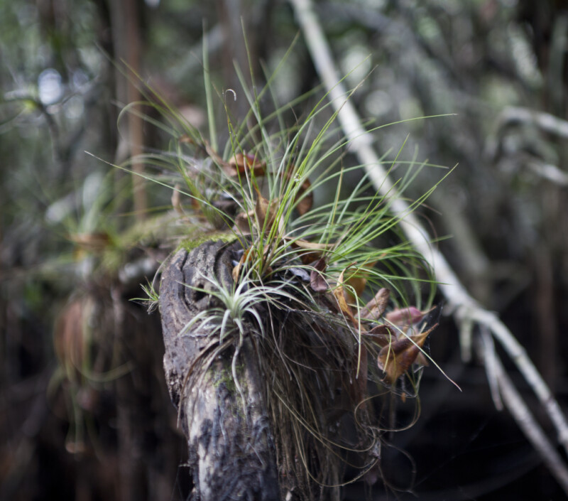 Air Plants Growing Out of Tree Branches
