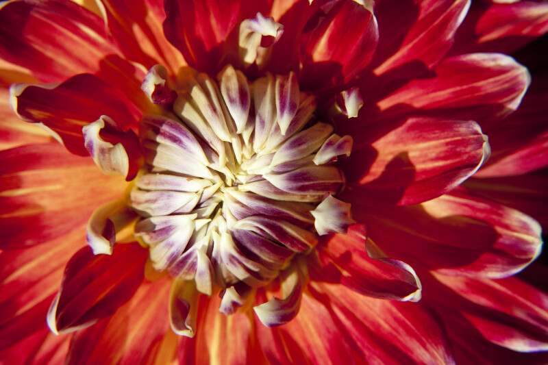 "Akita" Dahlia Flower Close-Up