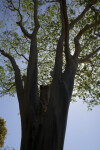 Albizia niopoides var. niopoides Tree