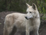 Alert Arctic Wolf at the Artis Royal Zoo