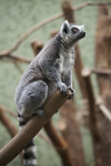 Alert Ring-Tailed Lemur