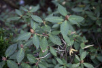 "Alfred Martin" Rhododendron Leaves and Buds