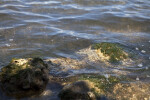 Algae-Covered Rocks Slightly Above the Water's Surface