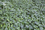 Algerian Ivy Groundcover at the Kanapaha Botanical Gardens