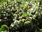 Algerian Ivy