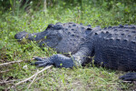 Alligator Asleep