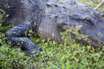 Alligator at Rest