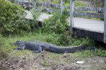 Alligator by Boardwalk