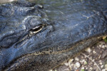 Alligator Close-Up
