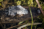 Alligator Close-up