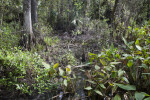 Alligator Flags, Cypress Trees, Palms, and Shallow Puddles