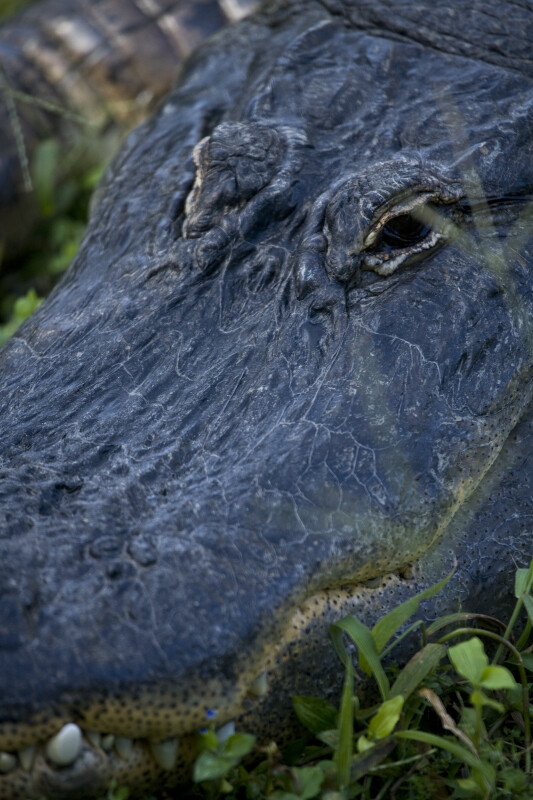 Alligator Head Close-Up