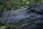 Alligator Head Detail