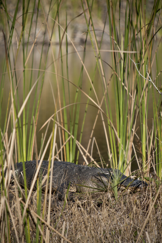 Alligator in Cattails