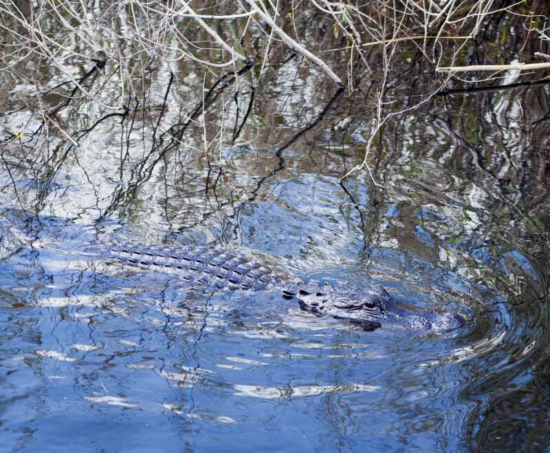 Alligator in the Water
