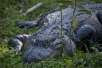 Alligator Laying in Grass