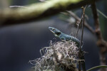 Alligator Lizard on Moss