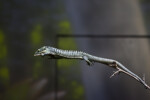 Alligator Lizard on Twig