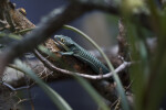 Alligator Lizard