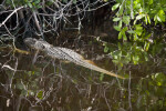 Alligator Near Shore