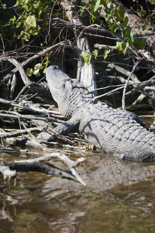 Alligator on the Shore