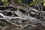 Alligator Resting