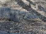 Alligator Resting