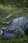 Alligator Resting