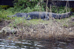 Alligator Sleeping