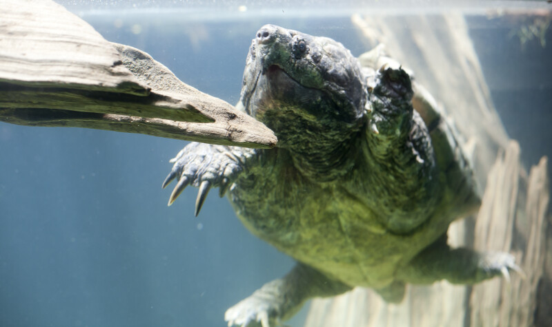 Alligator Snapping Turtle Swimming